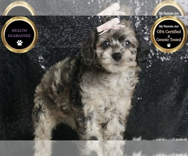 Medium Photo #8 Poodle (Toy) Puppy For Sale in WARSAW, IN, USA