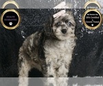 Small Photo #8 Poodle (Toy) Puppy For Sale in WARSAW, IN, USA