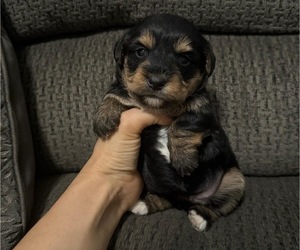 YorkiePoo Puppy for sale in JEFFERSONVILLE, IN, USA
