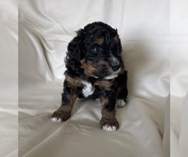 Medium Photo #10 Miniature Bernedoodle Puppy For Sale in BLOOMINGTON, IL, USA