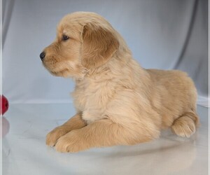 Golden Retriever Litter for sale in WOOSTER, OH, USA