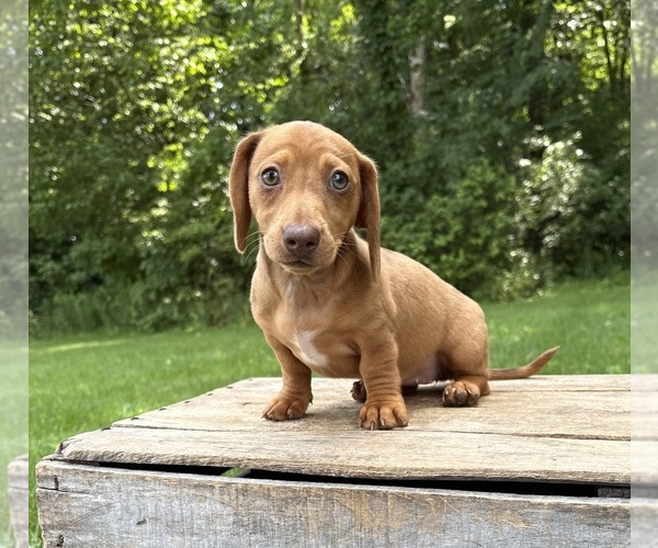Medium Photo #2 Dachshund Puppy For Sale in MIDDLEBURY, IN, USA