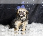 Small #2 YorkiePoo