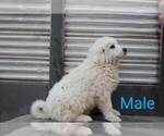 Small Photo #4 Great Pyrenees Puppy For Sale in PERALTA, NM, USA