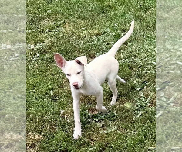 Medium Photo #8 Siberian Husky-Unknown Mix Puppy For Sale in Springdale, PA, USA