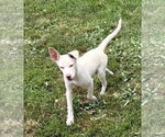 Small #7 Siberian Husky Mix