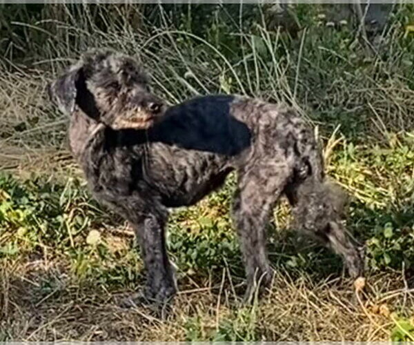 Medium Photo #3 Mutt Puppy For Sale in Salt Lake City, UT, USA