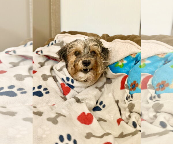 Medium Photo #2 Shih Tzu-Unknown Mix Puppy For Sale in West Cornwall, CT, USA