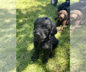 Labradoodle Puppy for sale in BONNER, MT, USA