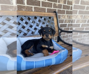 Rottweiler Puppy for sale in NOBLESVILLE, IN, USA