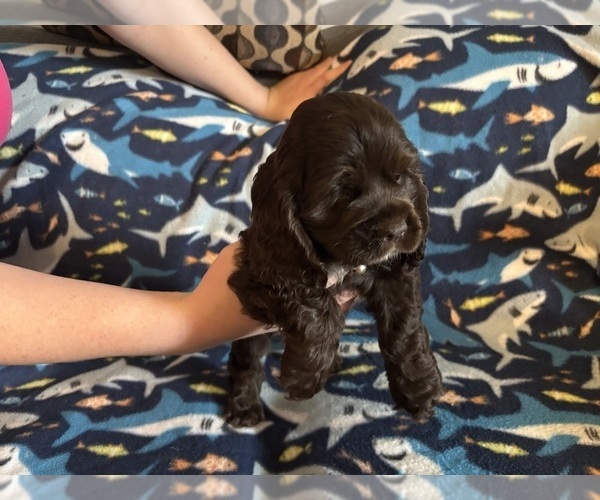 Medium Photo #37 Cocker Spaniel Puppy For Sale in COLBERT, GA, USA