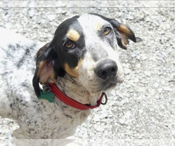 Medium Photo #3 English Coonhound Puppy For Sale in Westminster, MD, USA
