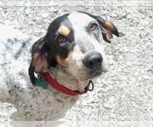 Dulcie - Female English Coonhound Dog for Adoption - Photo #3