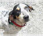 Small #2 English Coonhound
