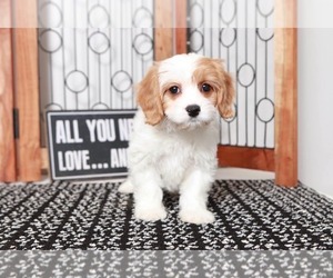 Cavapoo Puppy for sale in NAPLES, FL, USA