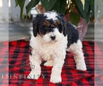 Small #2 Bernedoodle (Miniature)