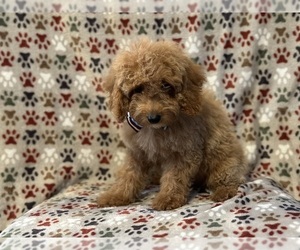 Cock-A-Poo Puppy for sale in LAKELAND, FL, USA