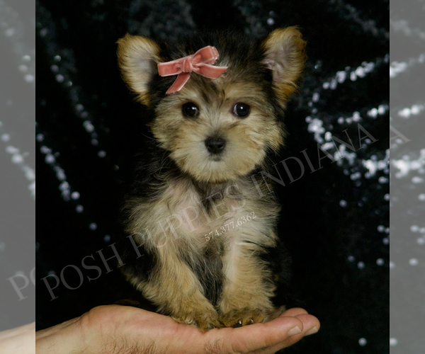 Medium Photo #1 Morkie Puppy For Sale in WARSAW, IN, USA