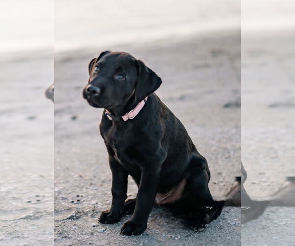 Medium Photo #2 Labrador Retriever-Unknown Mix Puppy For Sale in Tampa, FL, USA