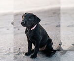Small #1 Labrador Retriever Mix