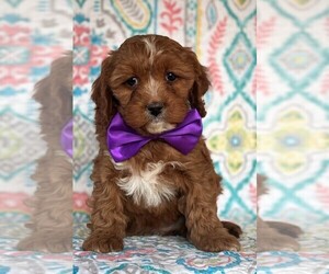 Cavapoo Puppy for sale in LANCASTER, PA, USA