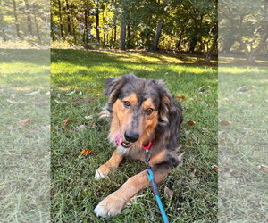 Loki - Male Australian Shepherd Dog for Adoption - Photo #4
