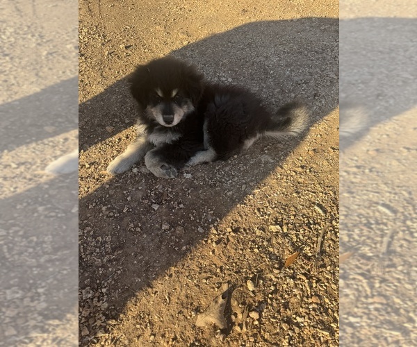Medium Photo #1 Maremma Sheepdog Puppy For Sale in BUNKER, MO, USA