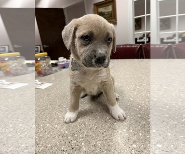 Medium Photo #3 Mutt Puppy For Sale in Holly Springs, NC, USA