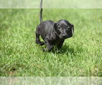 Small #3 Dachshund Mix