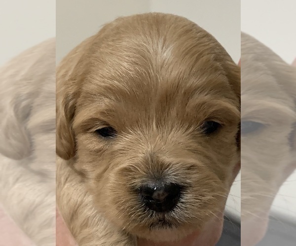 Medium Photo #2 Goldendoodle (Miniature) Puppy For Sale in WASHINGTON COURT HOUSE, OH, USA