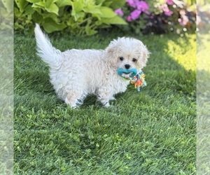 Cav-A-Malt Puppy for sale in ROCK STREAM, NY, USA