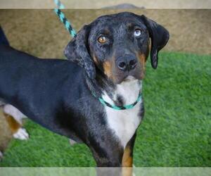 Treeing Walker Coonhound-Unknown Mix Dogs for adoption in Tallahassee, FL, USA