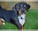 Small Treeing Walker Coonhound Mix