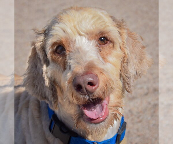 Medium Photo #4 Mutt Puppy For Sale in Huntley, IL, USA