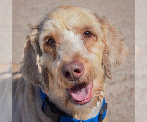Cooper - Male Mutt Dog for Adoption - Photo #4
