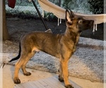 Small Photo #5 Belgian Malinois Puppy For Sale in DAVIS, CA, USA