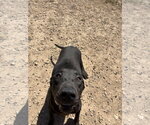 Small #2 Labrador Retriever Mix