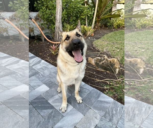 Medium Photo #3 German Shepherd Dog Puppy For Sale in Plantation, FL, USA