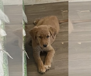 Golden Retriever Puppy for sale in YUMA, AZ, USA