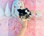 Small #23 Yorkshire Terrier