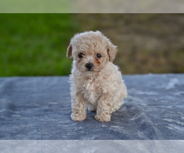 Medium Photo #7 Poodle (Toy) Puppy For Sale in MILLERSBURG, OH, USA