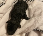 Small Photo #15 Goldendoodle Puppy For Sale in HUNTINGTON, WV, USA