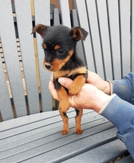 Yorkie Pin Puppy for sale in ARTHUR, IL, USA