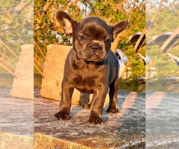 Medium Photo #4 French Bulldog Puppy For Sale in BROOKLYN, NY, USA