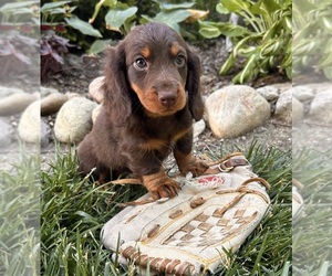 Dachshund Puppy for sale in MIDDLEBURY, IN, USA
