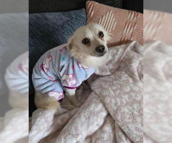 Medium Photo #3 Chihuahua-Unknown Mix Puppy For Sale in San Diego, CA, USA