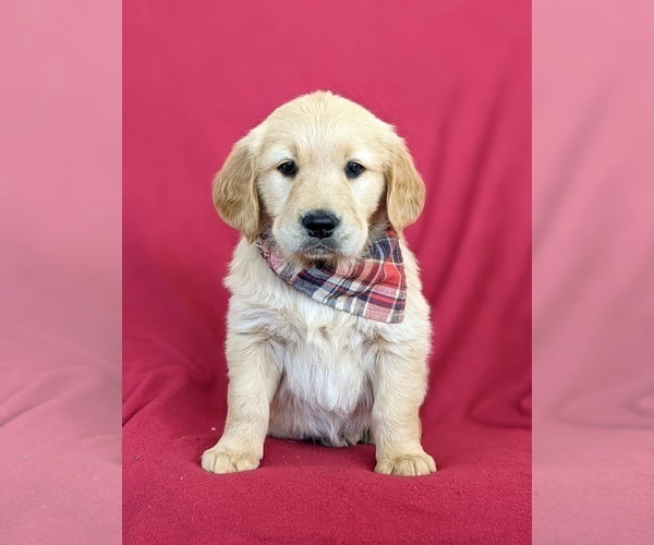Medium Photo #6 Golden Retriever Puppy For Sale in OXFORD, PA, USA