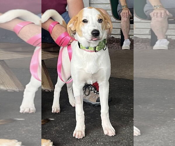 Medium Photo #55 Great Pyrenees-Unknown Mix Puppy For Sale in Mount Laurel, NJ, USA