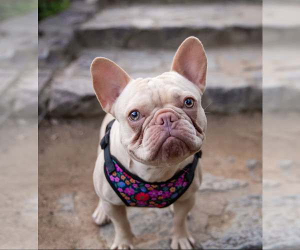 Medium Photo #4 French Bulldog Puppy For Sale in SACRAMENTO, CA, USA