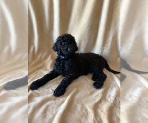 Goldendoodle mix (+ Poodle Standard) Puppy for sale in LAKELAND, FL, USA